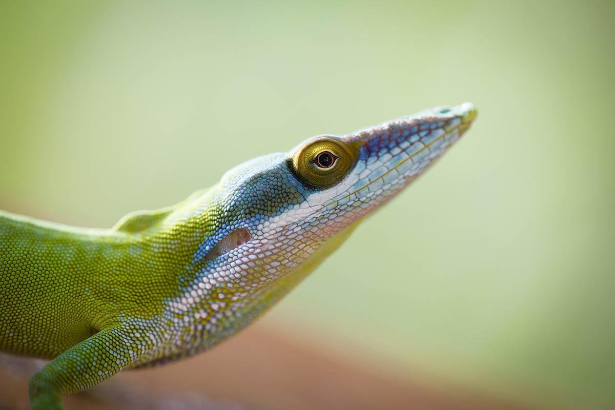 Diverse fauna in Roatán