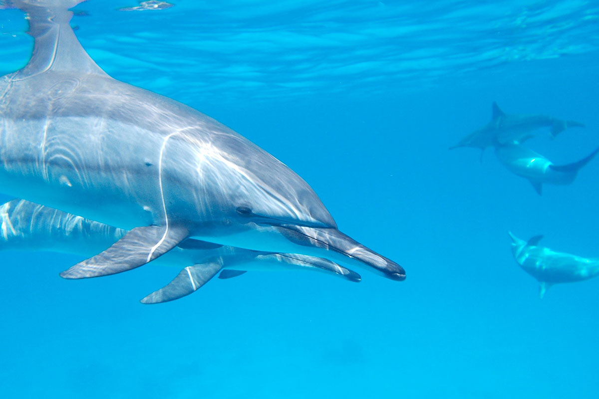 KSwimming with dolphins