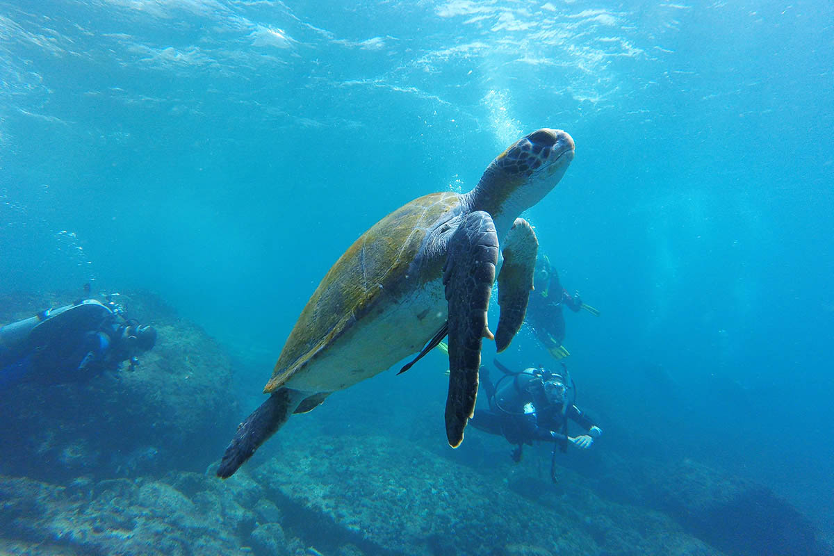 Diving and snorkelling on Roatán